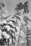 Winter Pines	- Markku Ukkonen